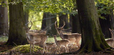 Erkunden Sie Den Store Dyrehave, einen königlichen Jagdwald mit unberührten Naturpfaden.