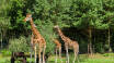 1.500 wilde und exotische Tiere aus aller Welt in natürlicher Umgebung gilt es im Serengeti-Park zu entdecken, ob von einem Fahrzeug aus oder aus nächster Nähe!