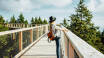 Erleben Sie den Pohorje Treetop Walk, eine inspirierende Reise über die Baumkronen mit Panoramablick und einer einzigartigen Perspektive der Natur.