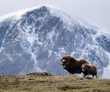Närområdet är perfekt för naturälskare och du kan också beskåda myskoxar.