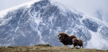 Närområdet är perfekt för naturälskare och du kan också beskåda myskoxar.