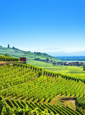 Utforska den berömda Alsace Wine Route, med vinprovningar och natursköna vingårdar i närheten.