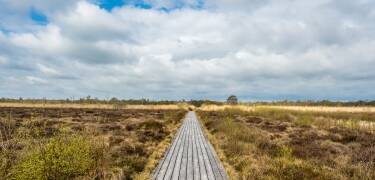 Erlebe die weiten Landschaften und die Tierwelt von Store Vildmose.