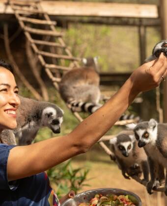 Spend a fun-filled day at Jesperhus Feriepark and Zoo.