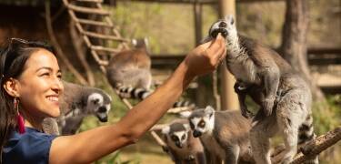 Verbringen Sie einen unterhaltsamen Tag im Jesperhus-Ferienpark und Zoo.