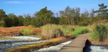 Erkunden Sie das Soos National Nature Reserve mit seinen seltenen Landschaften und Quellen.