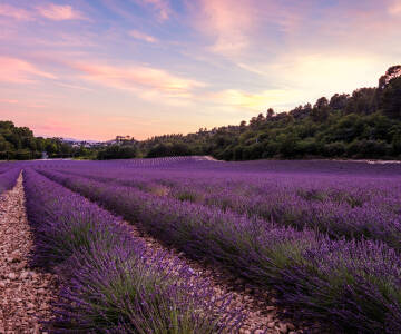 Utforsk de ikoniske lavendelåsene i Valensole, bare en kort kjøretur unna.