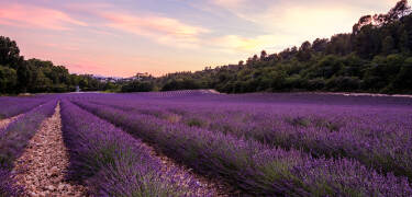 Udforsk de ikoniske lavendelbakker i Valensole kun en kort køretur væk.