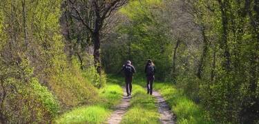 Ta en tur i Dune Forests, et 157 hektar stort naturreservat i De Haan, som er populært blant turgåere.