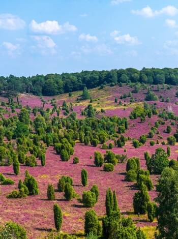 The Lüneburg Heath with its incomparable landscapes is ideal for hiking and cycling.