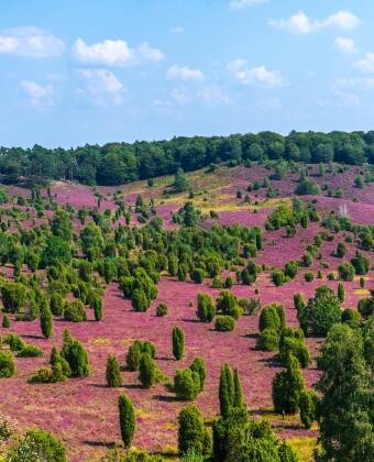Lüneburg Heath med sine uforlignelige landskap er ideelt for fotturer og sykling.