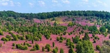 Lüneburg Heath med sine uforlignelige landskaber er ideel til vandreture og cykling.