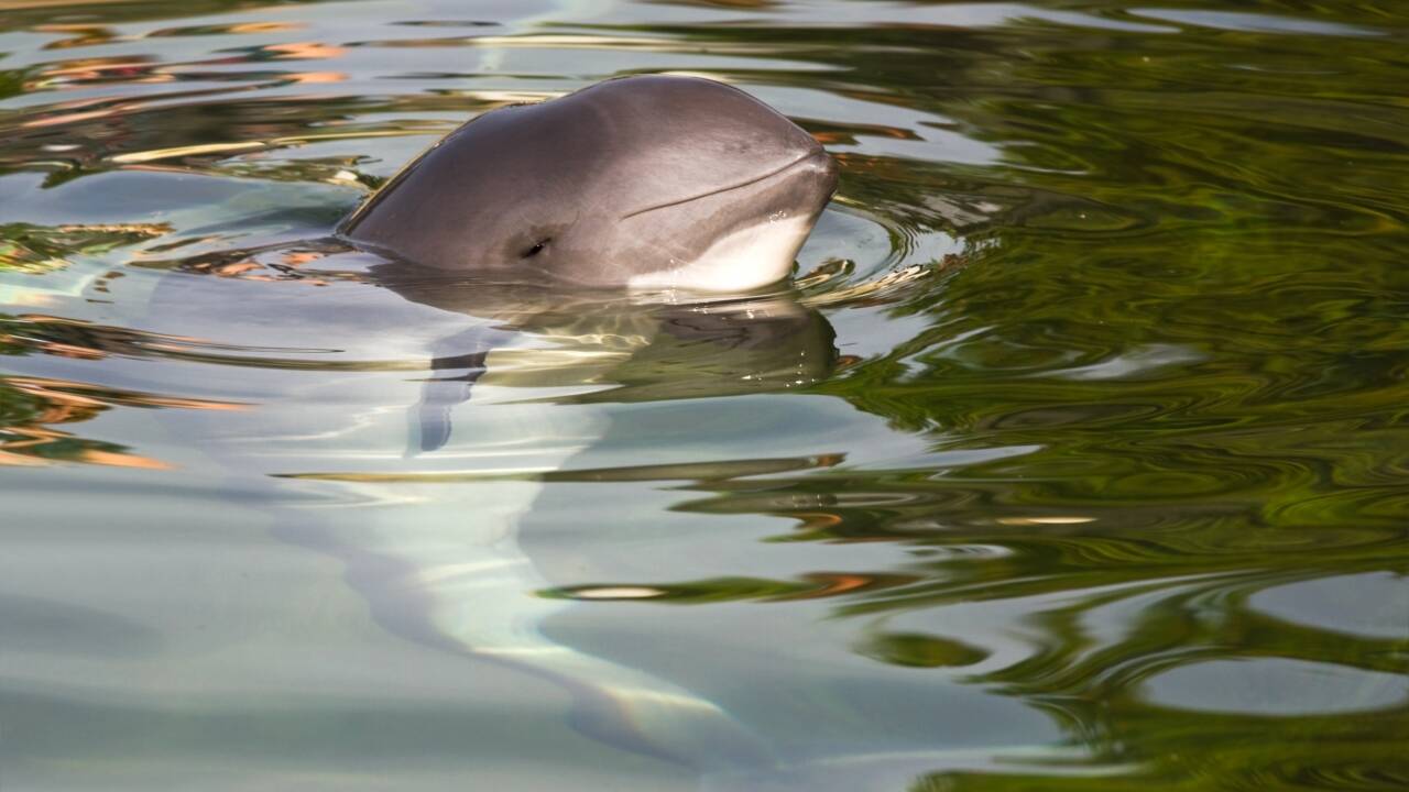 Join a whale safari on the Little Belt and see playful porpoises, the smallest whales, in their natural habitat.