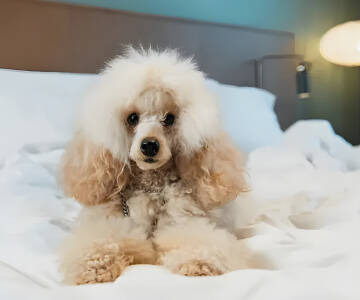 Kjæledyrvennlige rom og en utendørs hundepark gjør oppholdet enkelt med kjæledyr.