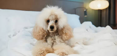 Kæledyrsvenlige værelser og en udendørs hundepark gør det nemt at tage kæledyret med.