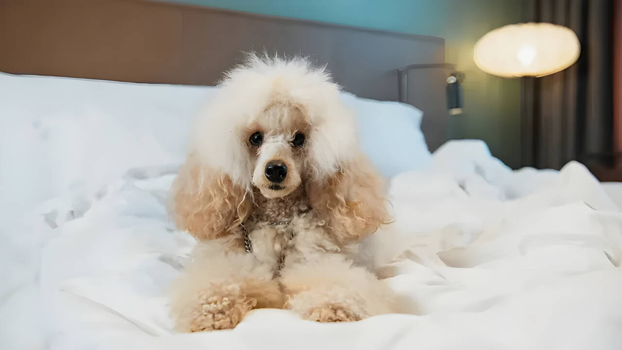 Haustierfreundliche Zimmer und ein Outdoor-Hundepark machen den Aufenthalt mit Haustieren unkompliziert.