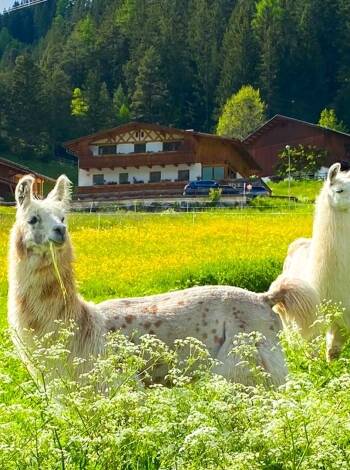 Wer Tiere mag, für den wird die Wanderung mit den Lamas sicher zum Höhepunkt des Aufenthalts im Hotel Gasthof Freisleben.