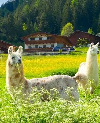 Wer Tiere mag, für den wird die Wanderung mit den Lamas sicher zum Höhepunkt des Aufenthalts im Hotel Gasthof Freisleben.