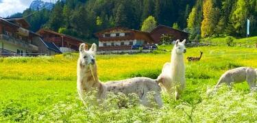 If you like animals, the hike with the llamas will surely be the highlight of your stay at Hotel Gasthof Freisleben.