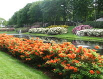 Besuchen Sie den schönen Rhododendronpark in Brønderslev, wenn die duftenden Blumen sprießen.
