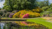 Sofiero är känt för sin rhododendronsamling, Sveriges största, med över 100 000 trädgårdsintresserade besökare kommer varje år.