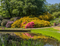Sofiero är känt för sin rhododendronsamling, Sveriges största, med över 100 000 trädgårdsintresserade besökare kommer varje år.