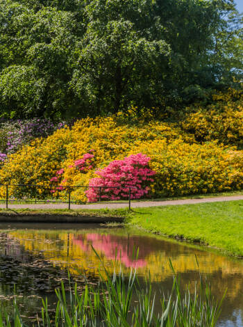 Sofiero är känt för sin rhododendronsamling, Sveriges största, med över 100 000 trädgårdsintresserade besökare kommer varje år.