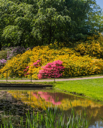 Sofiero är känt för sin rhododendronsamling, Sveriges största, med över 100 000 trädgårdsintresserade besökare kommer varje år.