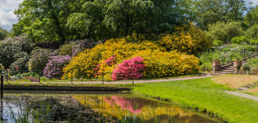 Sofiero är känt för sin rhododendronsamling, Sveriges största, med över 100 000 trädgårdsintresserade besökare kommer varje år.