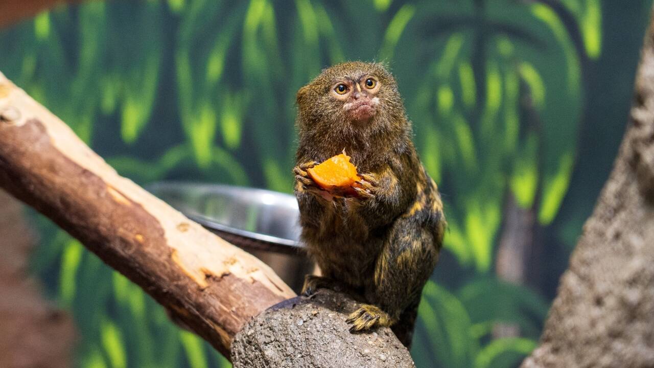 Tillbringa en trevlig dag på Zoo Olomouc – en grönskande djurpark nära Olomouc med många djur och familjevänliga upplevelser i naturskön miljö.
