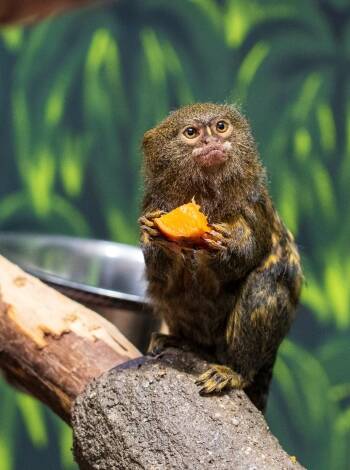 Tillbringa en trevlig dag på Zoo Olomouc – en grönskande djurpark nära Olomouc med många djur och familjevänliga upplevelser i naturskön miljö.