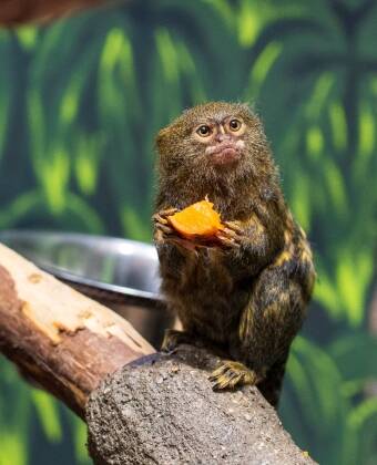 Spend a pleasant day at Zoo Olomouc, a forested wildlife park near Olomouc, offering a wide range of animals and family-friendly experiences in a natural setting.