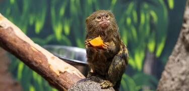 Spend a pleasant day at Zoo Olomouc, a forested wildlife park near Olomouc, offering a wide range of animals and family-friendly experiences in a natural setting.