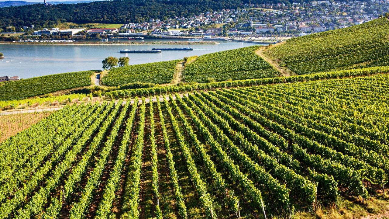 Bruk dagen på å utforske familiedrevne vingårder og tradisjonelle vinstuer i et av Tysklands beste vinområder.