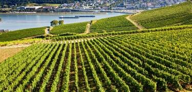 Spend the day discovering family-run wineries and traditional wine taverns in one of Germany's premier wine-growing regions.