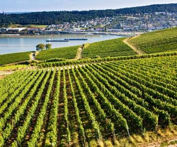 Spend the day discovering family-run wineries and traditional wine taverns in one of Germany's premier wine-growing regions.