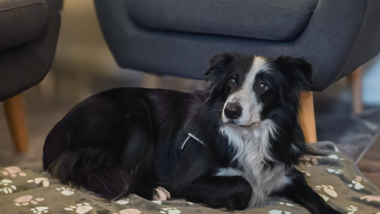 Ta med hunden på en innbydende og kjæledyrvennlig ferie.
