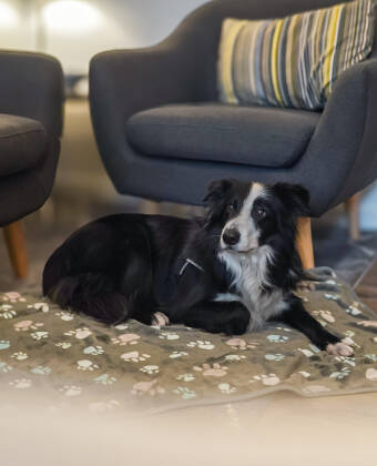 Tag din hund med på en indbydende og kæledyrsvenlig ferie.