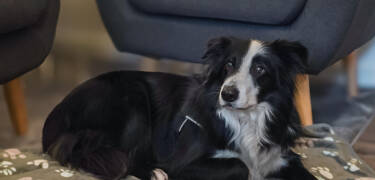 Tag din hund med på en indbydende og kæledyrsvenlig ferie.