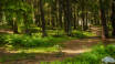Gå en dejlig tur i en af Dalarnas mange frodige skove.