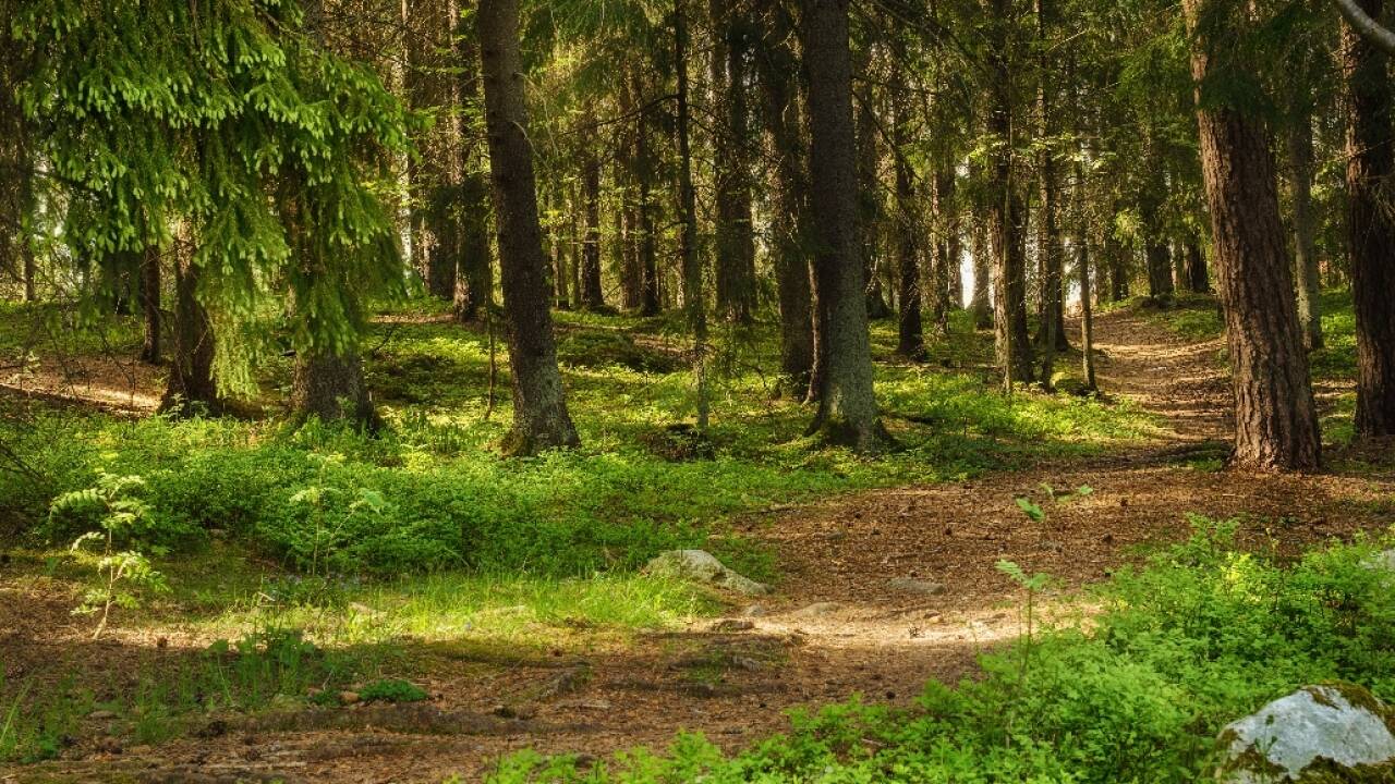 Gå en fottur i en av Dalarnas mange frodige skoger.