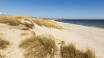 Machen Sie eine Strandtour an den berühmten Stränden von Djursland, z.B. Grenå Strand, Gjerrild Nordstrand und Bønnerup Strand.