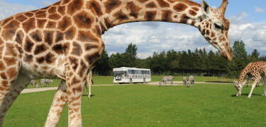 Besuchen Sie den Givskud Zoo, Legoland oder Lalandia. Die Gegend bietet viele kinderfreundliche Aktivitäten.