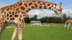 Besök Givskud Zoo, Legoland eller Lalandia. Området har många  på barnvänliga aktiviteter.