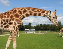 Besøg Givskud Zoo, Legoland eller Lalandia. Området byder på mange børnevenlige aktiviteter.