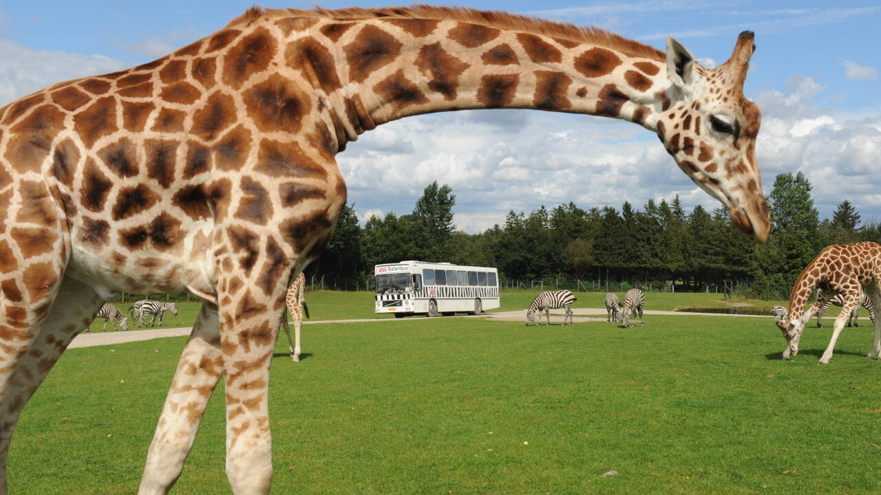 Visit Givskud Zoo, Legoland or Lalandia. The area offers many child-friendly activities.