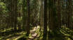 Die Natur rund um Falun ist atemberaubend, mit üppigen Wäldern, stillen Seen und malerischen Wanderwegen.