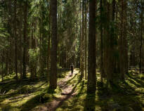 Naturen runt Falun är fantastisk, med lummiga skogar, vackra sjöar och pittoreska vandringsleder.