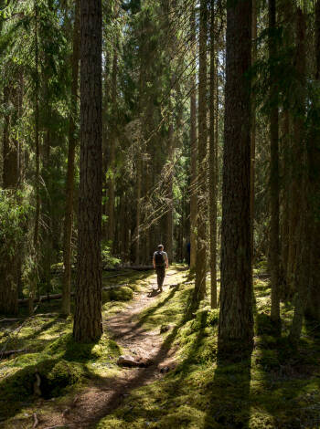 Naturen runt Falun är fantastisk, med lummiga skogar, vackra sjöar och pittoreska vandringsleder.