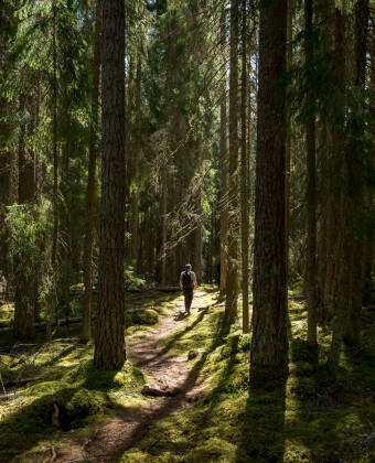 Naturen runt Falun är fantastisk, med lummiga skogar, vackra sjöar och pittoreska vandringsleder.